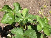 Strawberry plant